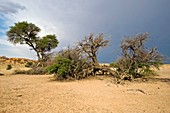 Dry riverbed,South Africa