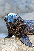 New Zealand fur seal