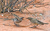 Chat flycatcher feeding its chick