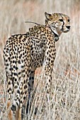 Cheetah with a radio collar