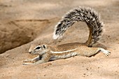 Cape ground squirrel