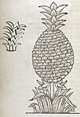 Pineapple,16th century artwork