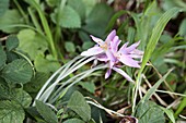 Autumn Crocus (Colchicum autumnale)