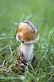 Snakeskin Grisette (Amanita ceciliae)