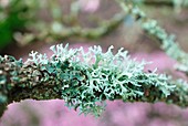 Host Lichen on Viburnum branch