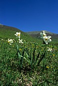 Daffodil (Narcissus poeticus)