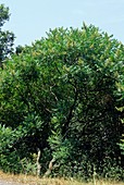 Sumac (Rhus coriaria)
