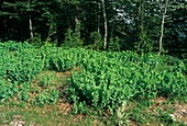 Cerinthe auriculata