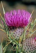 Cirsium tenoreanum