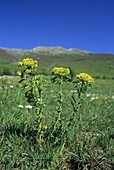 Spurge (Euphorbia cyparissias)