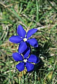 Spring Gentian (Gentiana verna)