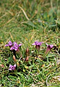 Gentianella columnae