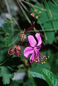 Cranesbill (Geranium macrorrhizum)