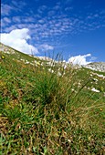 Moor matgrass (Nardus stricta)