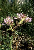 Astragalus sempervirens