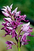 Military Orchid (Orchis militaris)