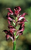 Orchis coriophora subsp. fragrans