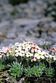 Wooly Rock-Jasmine (Androsace villosa)