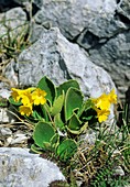 Primrose (Primula auricula)