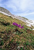 Alpine Snowbell (Soldanella alpina)