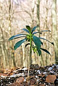 Spurge Laurel (Daphne laureola)