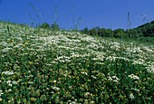 Mediterranean Hartwort (Tordylium apulum)