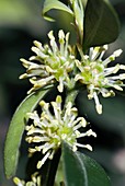 Box (Buxus sempervirens)