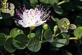 Caper (Capparis spinosa)