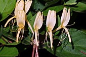 Japanese honeysuckle (Lonicera japonica)