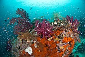 Coral reef community