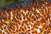 Saddleback anemonefish eggs