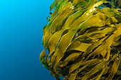Strap kelp