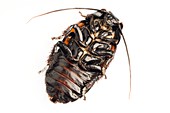 Giant hissing cockroach,ventral view