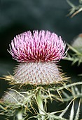 Wooly Thistle (Cirsium eriophorum)