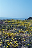 Senecio leucanthemifolius