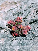 Stonecrop (Sedum atratum)