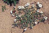 Sweet Alyssum (Lobularia maritima)