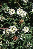 Sweet Alyssum (Lobularia maritima)