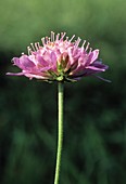 Scabious (Scabiosa uniseta)