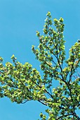 Common Beech (Fagus sylvatica)