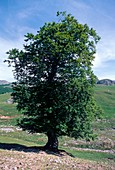 Common Beech (Fagus sylvatica)