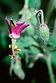 Cranesbill (Geranium reflexum)