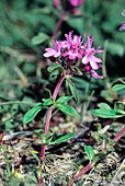 Thyme (Thymus longicaulis)