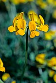 Horseshoe Vetch (Hippocrepis comosa)