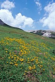 Birdsfoot Trefoil (Lotus corniculatus)