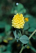 Hop trefoil (Trifolium campestre)