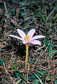 Alpine Saffron (Colchicum alpinum)