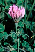 Trifolium pratense subsp. Semi purpureum