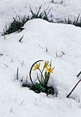 Star of Bethlehem (Gagea fistulosa)