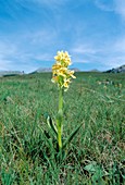 Elder Orchid (Orchis sambucina)